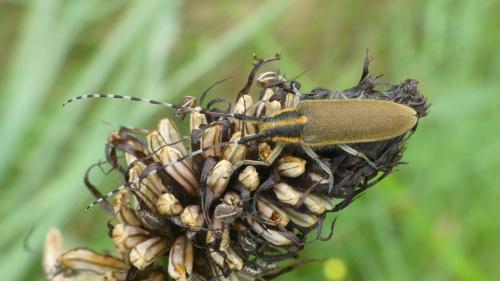 Agapanthia asphodeli